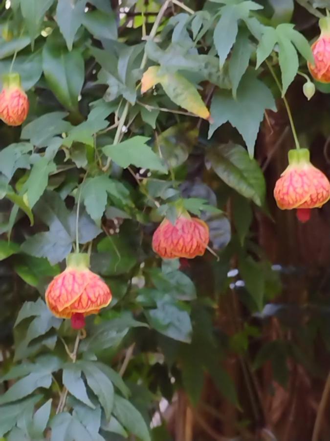 Apartamentos De Ferias Por Temporada Martim De Sa Caraguatatuba Dış mekan fotoğraf